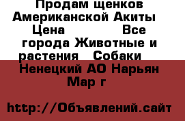 Продам щенков Американской Акиты › Цена ­ 25 000 - Все города Животные и растения » Собаки   . Ненецкий АО,Нарьян-Мар г.